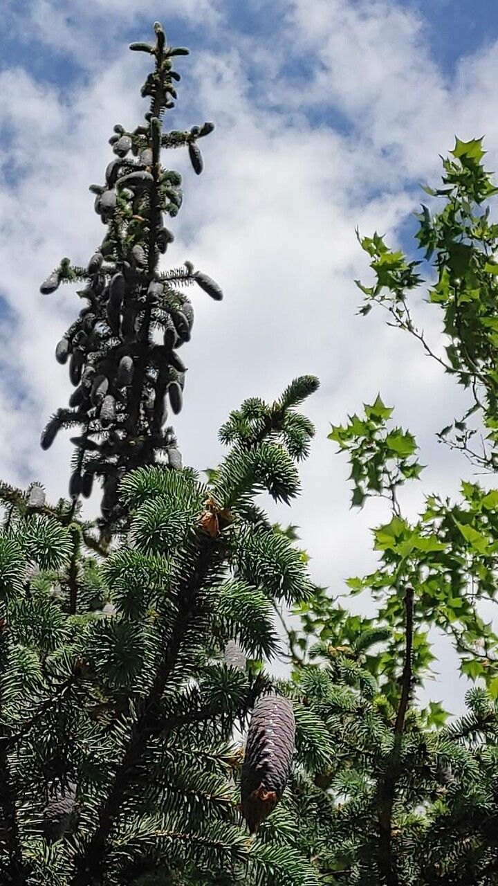 Picea chihuahuana fruit