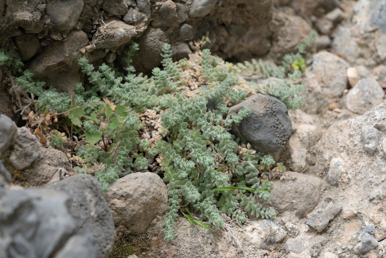 Galium canum habit