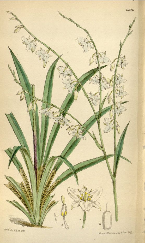 Arthropodium neocaledonicum other