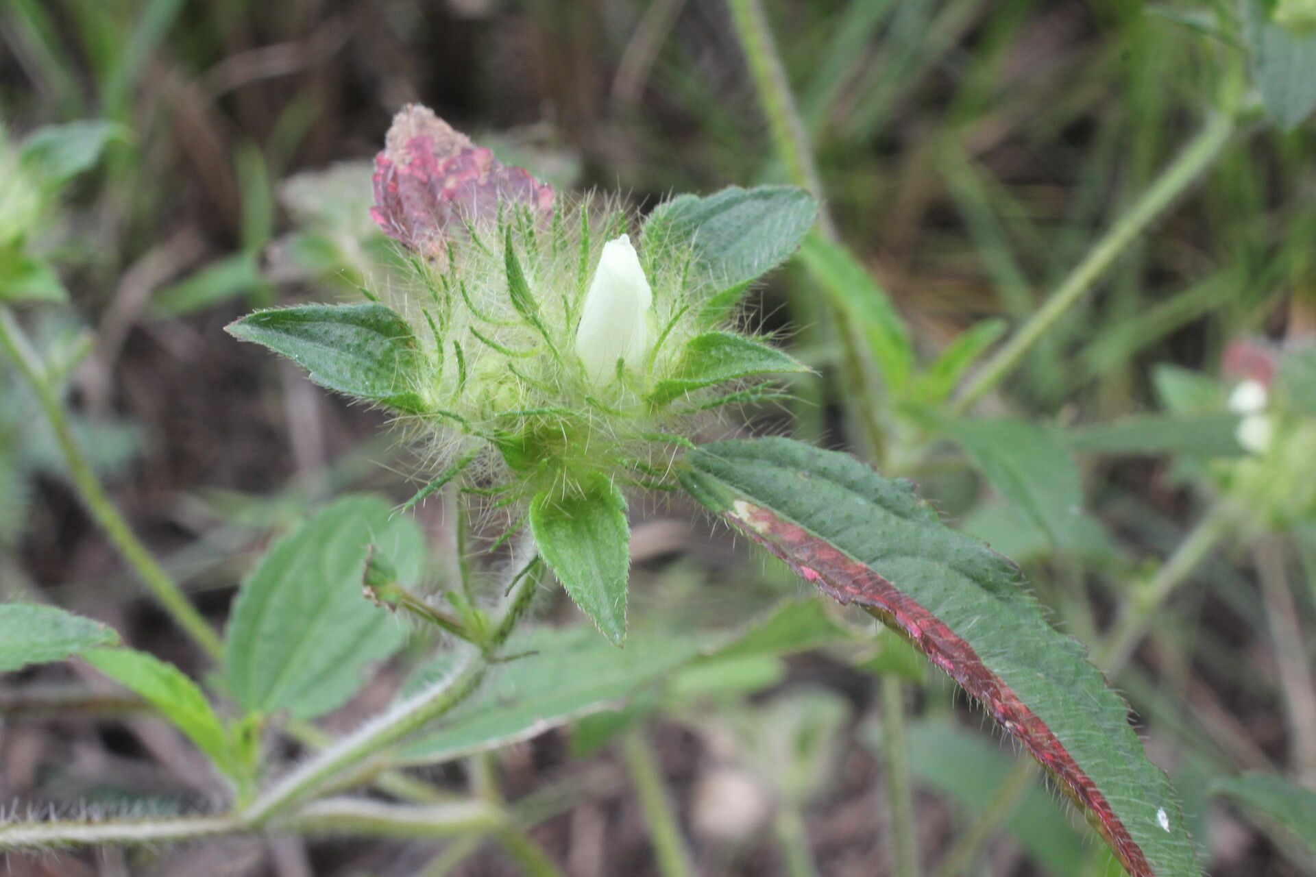 Malachra fasciata flower