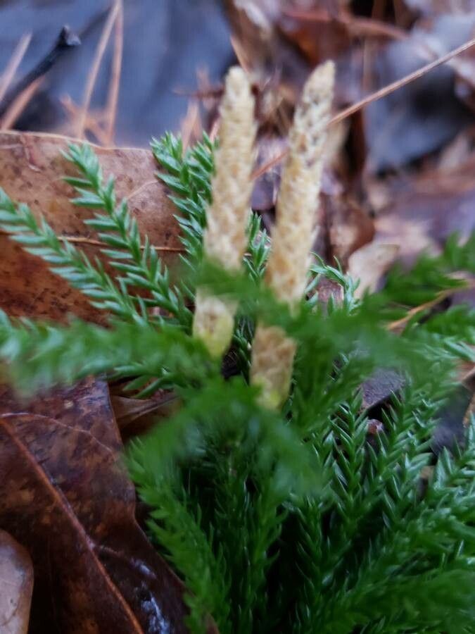 Dendrolycopodium dendroideum other