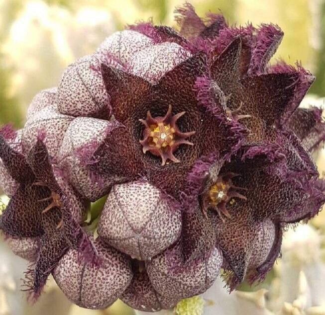 Monolluma hexagona flower