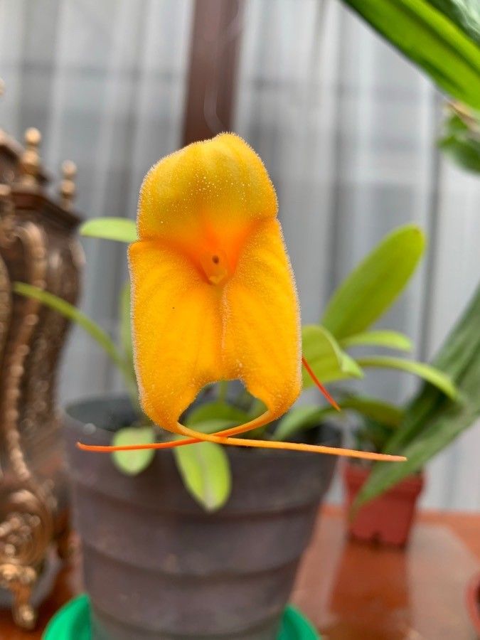 Masdevallia veitchiana flower