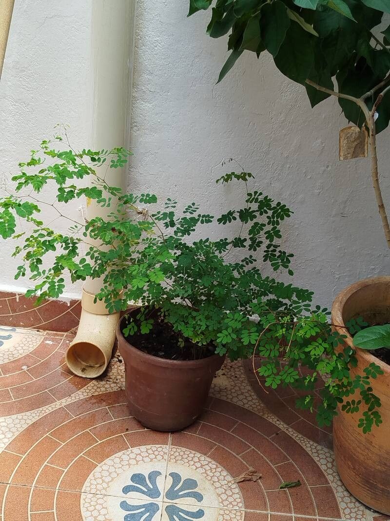 Libidibia punctata leaf