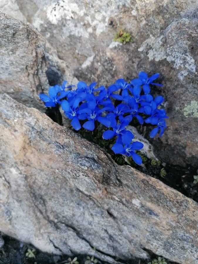Gentiana schleicheri habit
