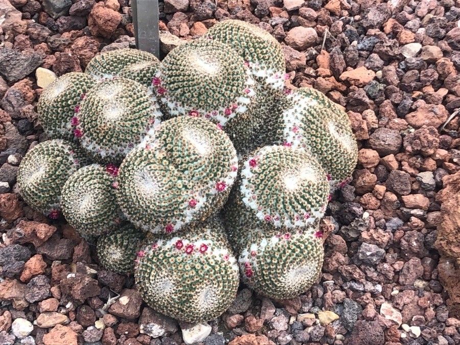 Mammillaria crucigera — search result for 'Mammillaria'