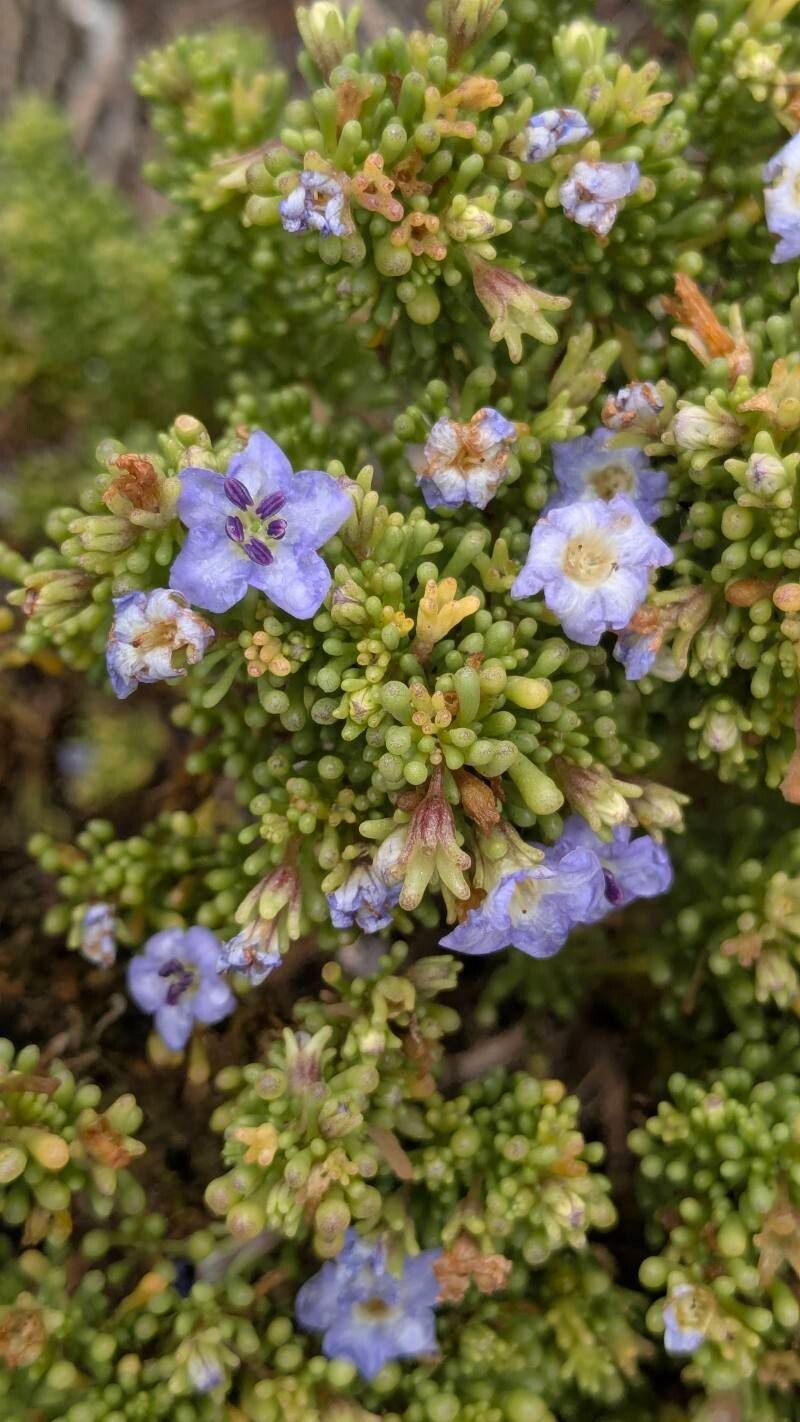 Nolana divaricata habit