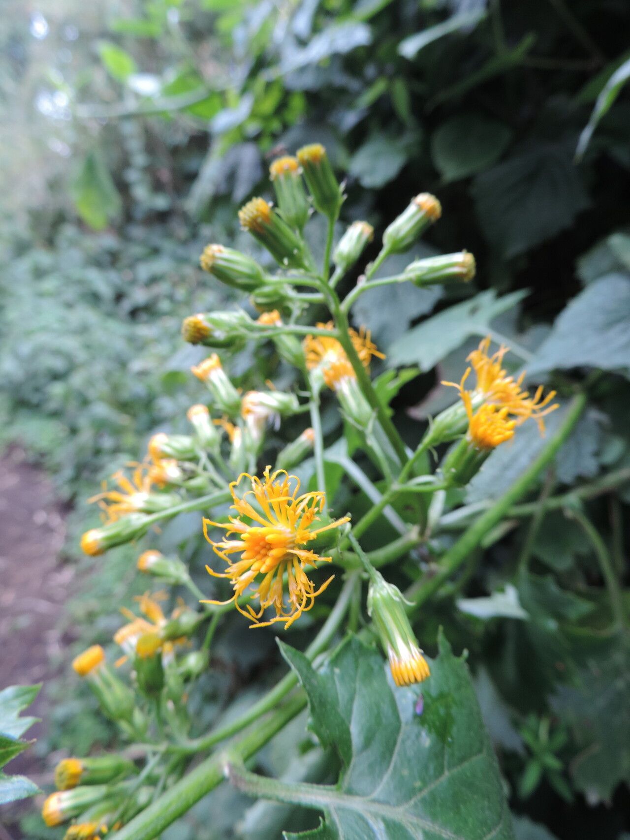 Gynura scandens — houseplant care guide