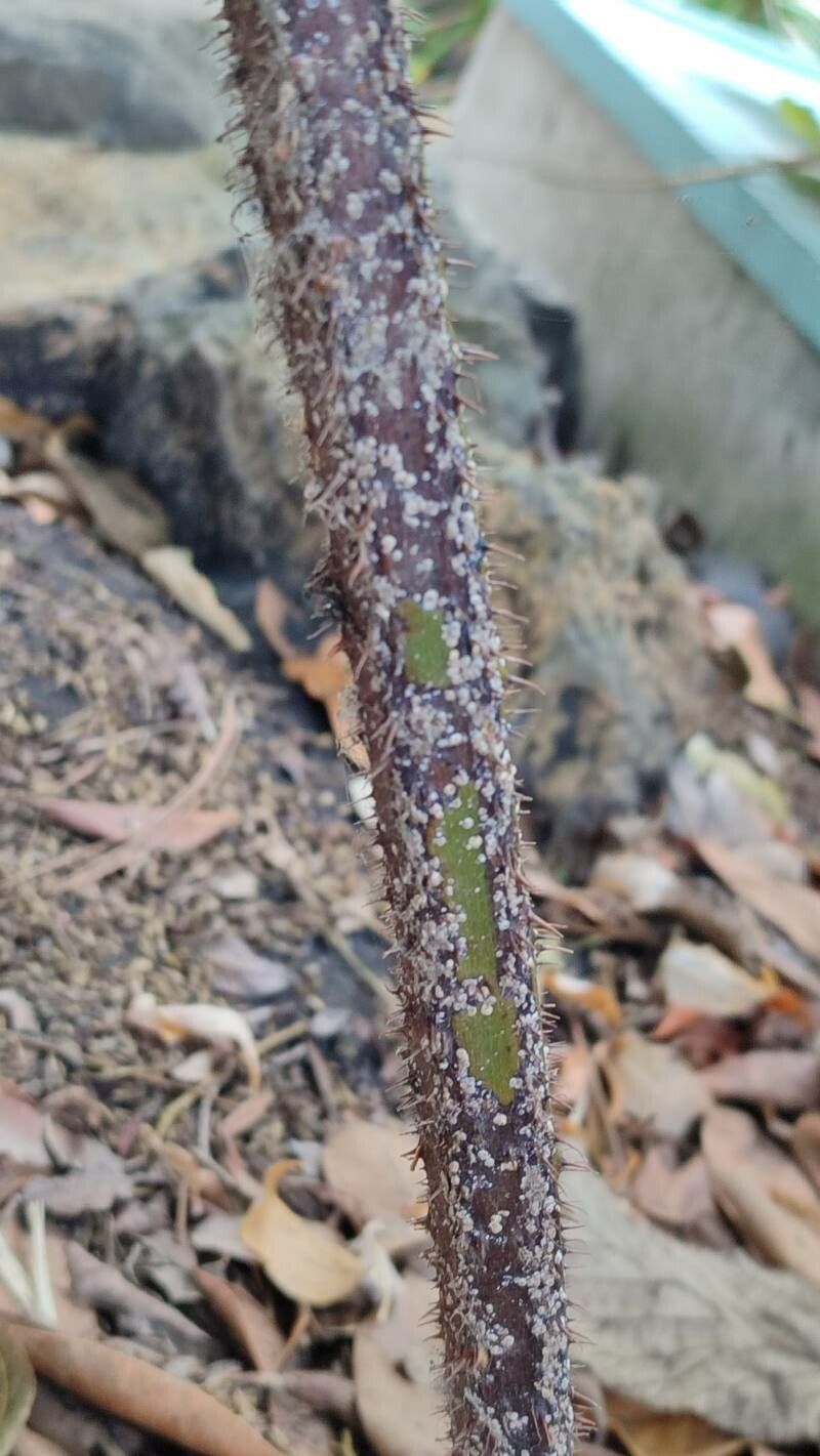 Rubus bollei bark