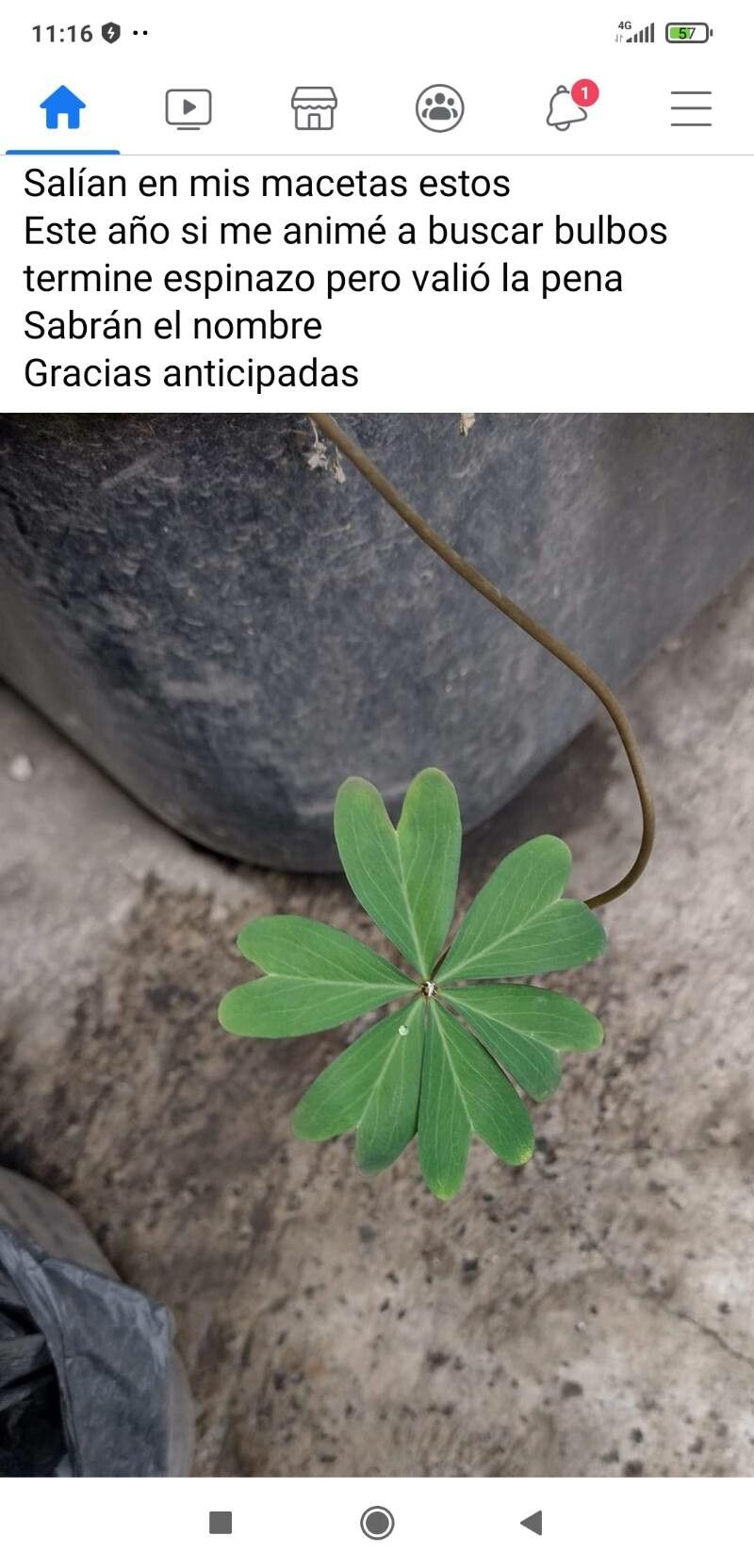 Oxalis lasiandra habit