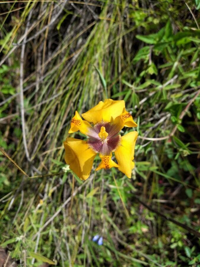 Cypella herbertii — houseplant care guide