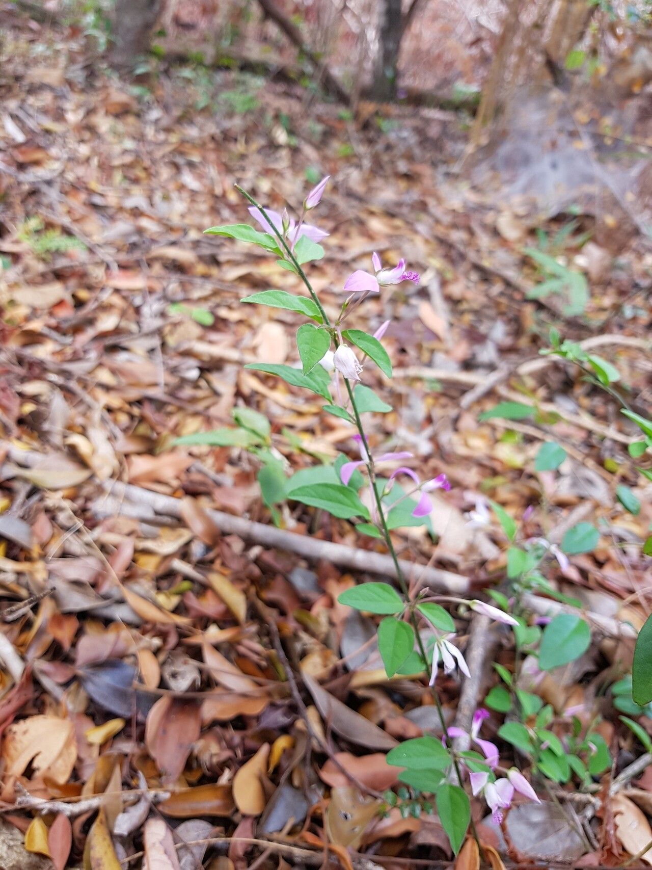 Polygala macroptera habit