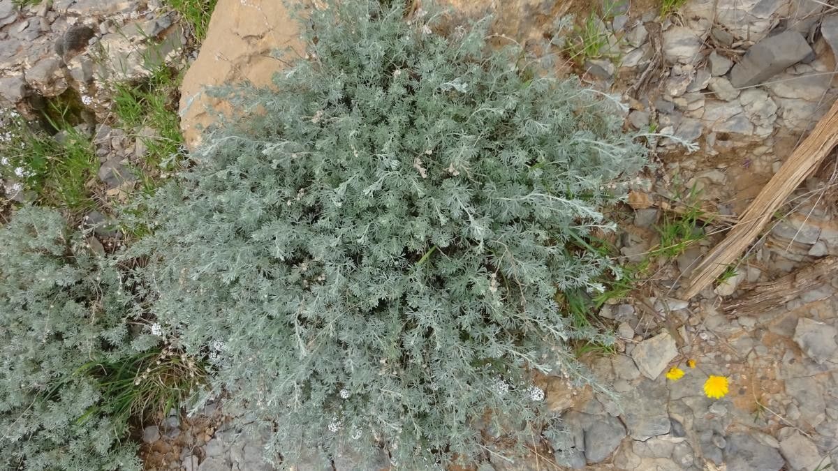 Artemisia atlantica — search result for 'Artemisia'