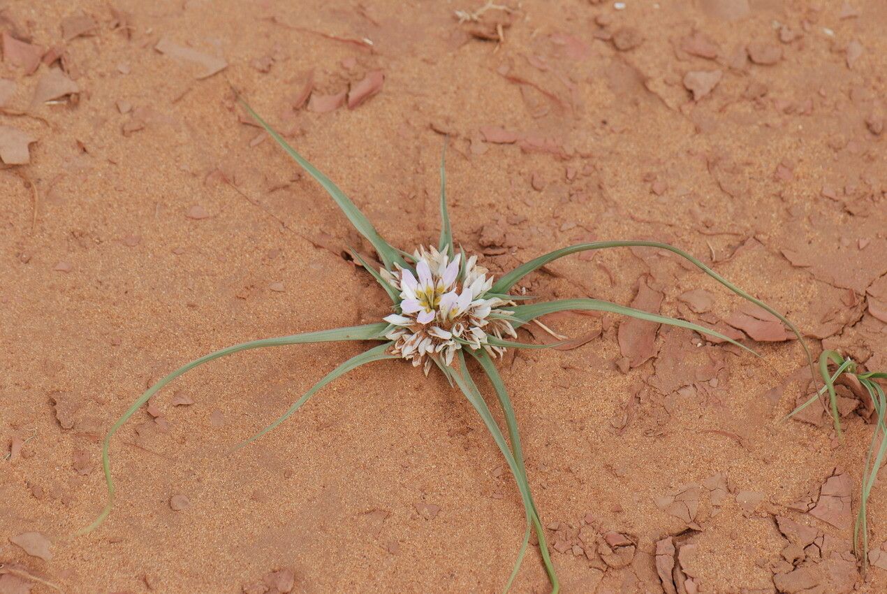 Androcymbium gramineum habit