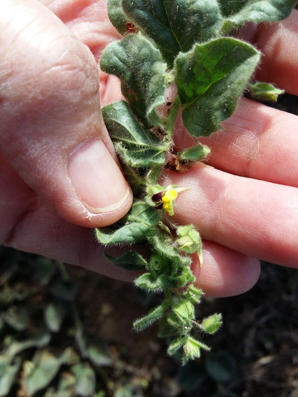 Kickxia x confinis — houseplant care guide