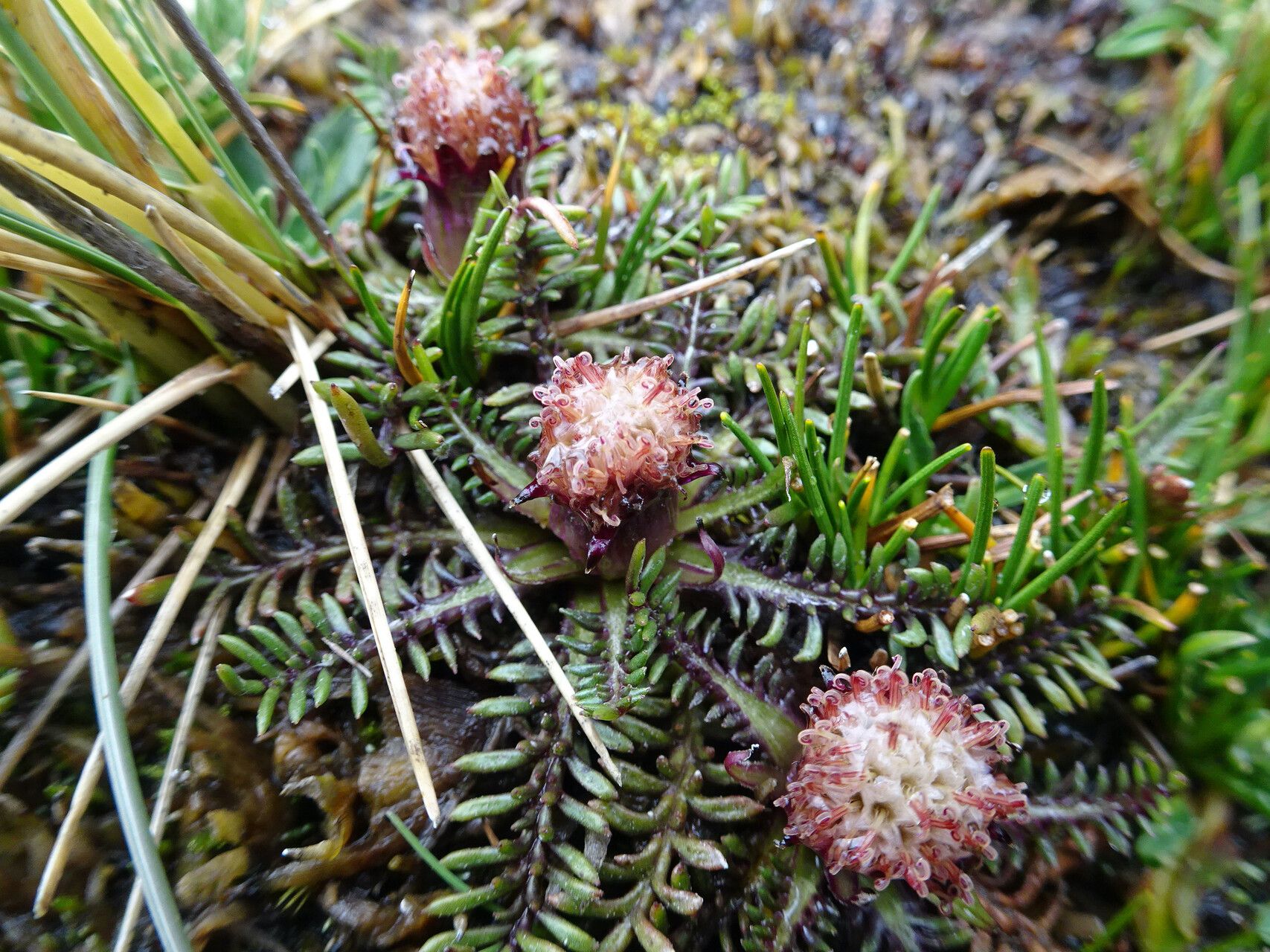 Werneria pinnatifida flower