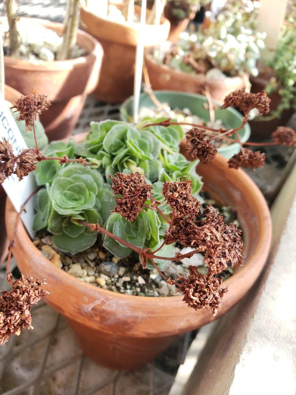 Crassula cremnophila habit