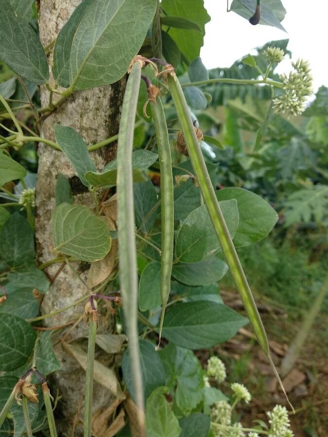 Mikania Micrantha fruit