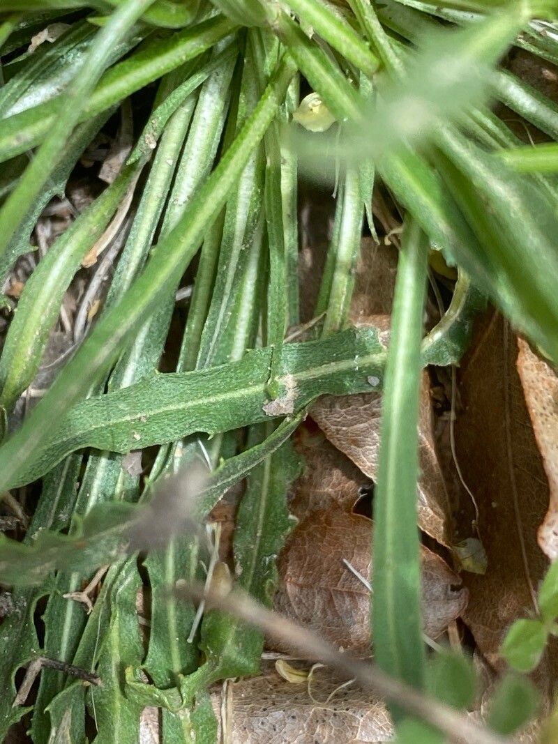 Erysimum raulinii — houseplant care guide