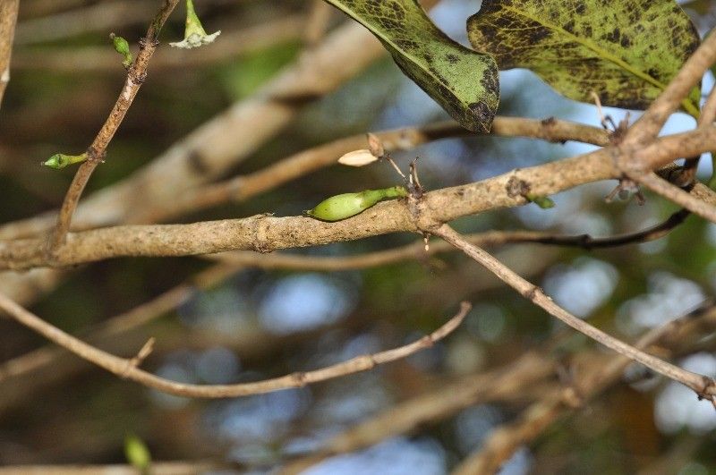 Geniostoma borbonicum fruit