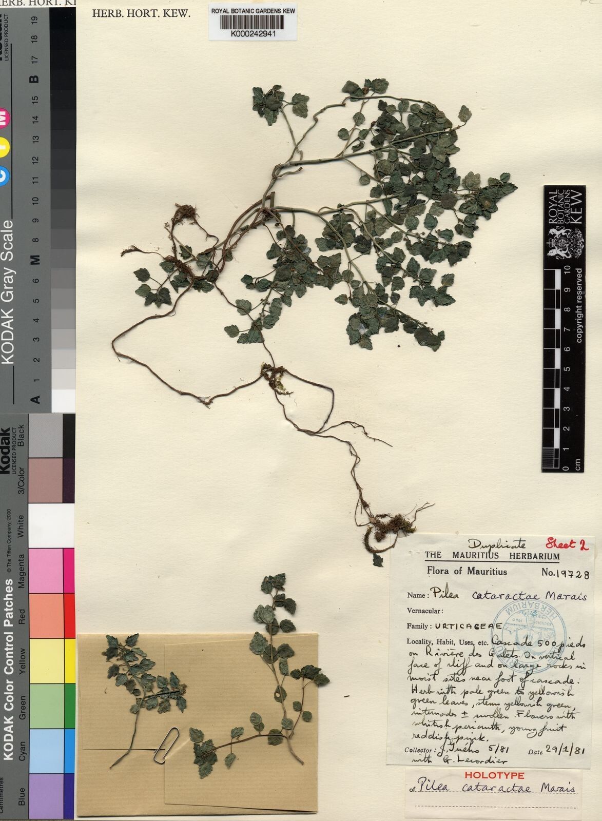 Pilea cataractae — search result for 'Pilea'