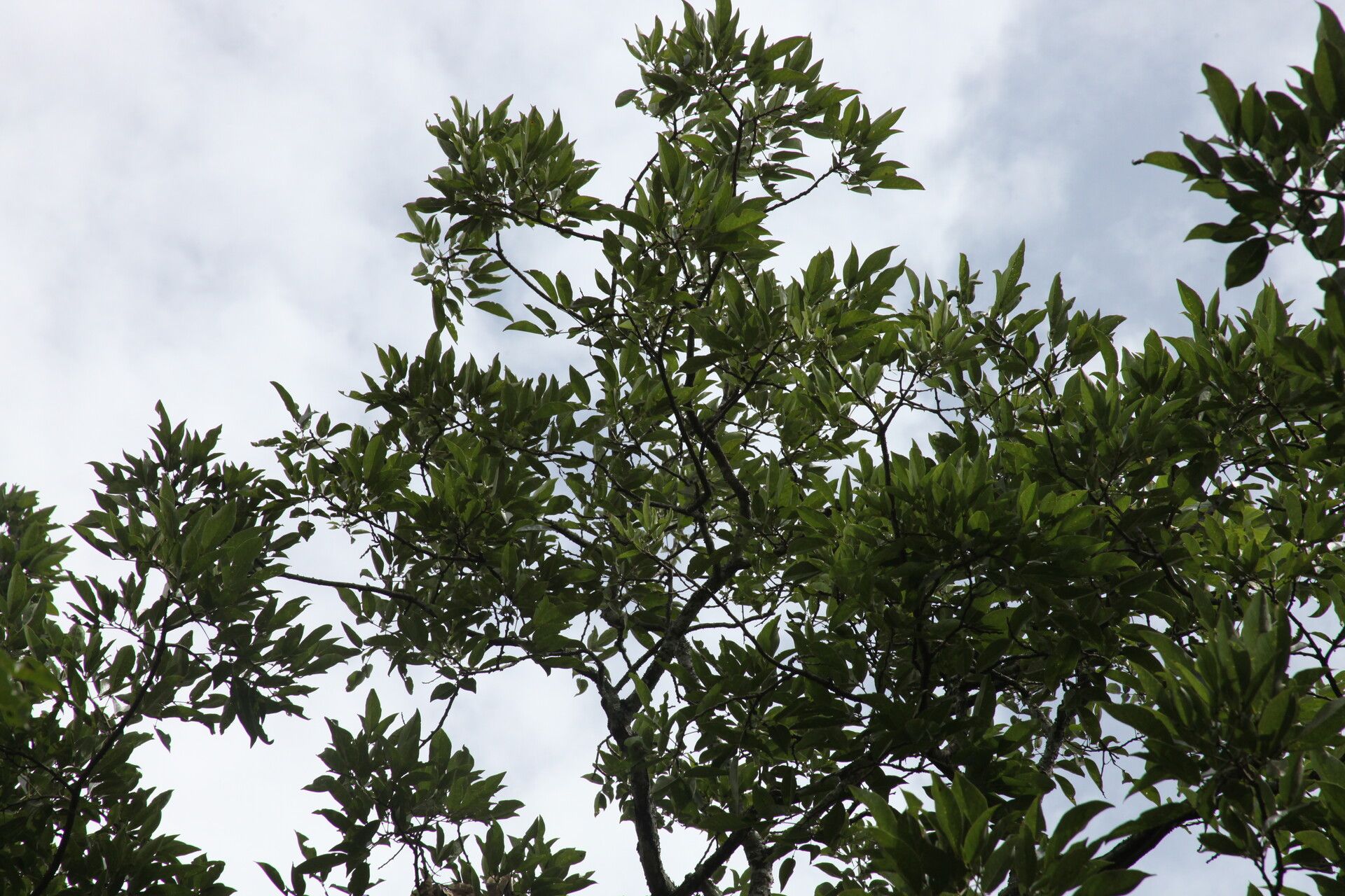 Erythrina excelsa habit