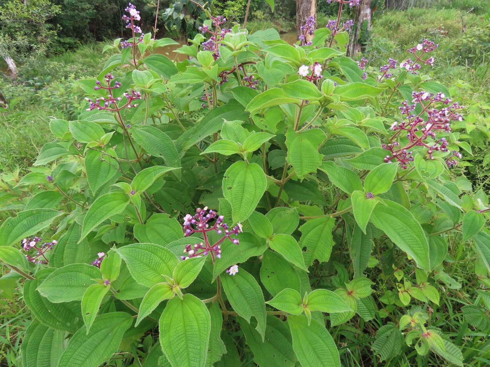 Miconia conospeciosa — houseplant care guide