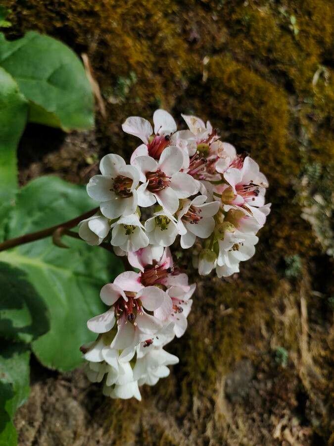 Bergenia ciliata flower