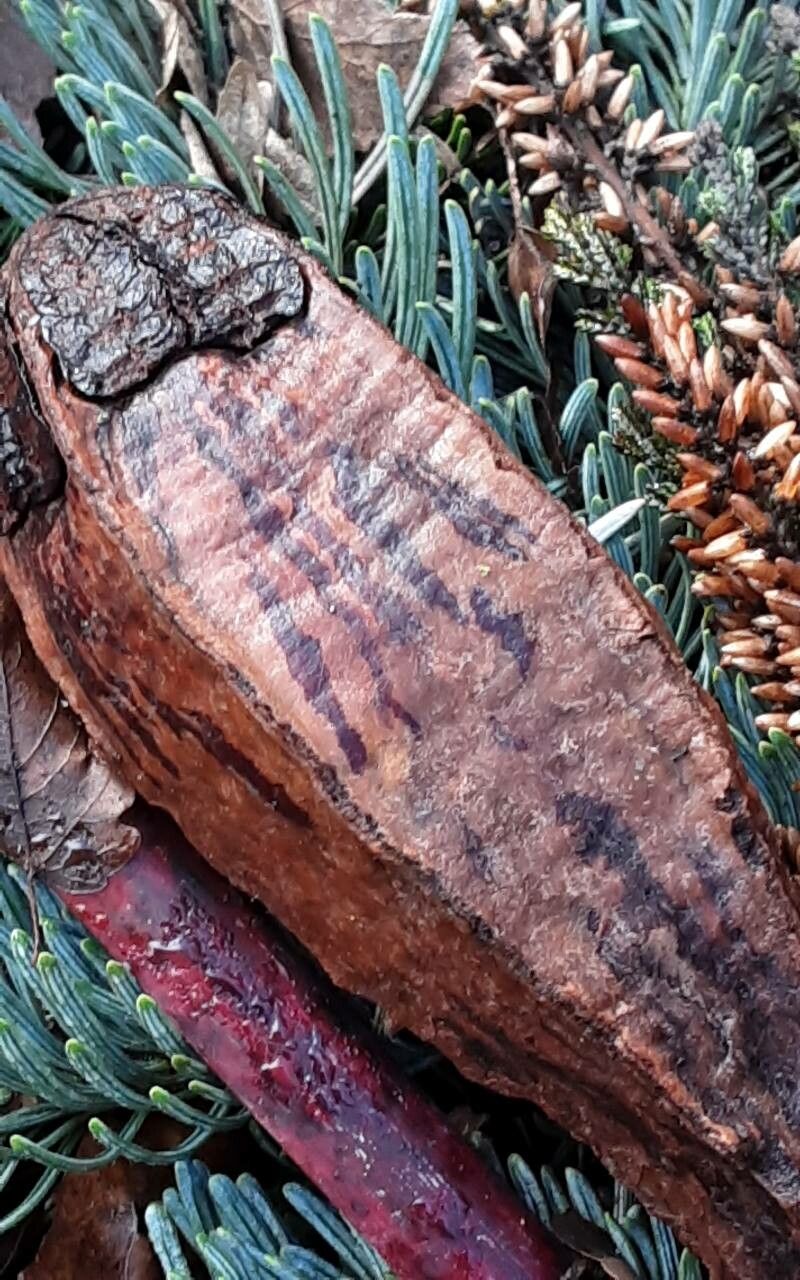 Abies squamata fruit