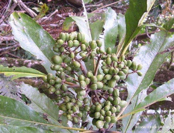 Pittosporum morierei fruit