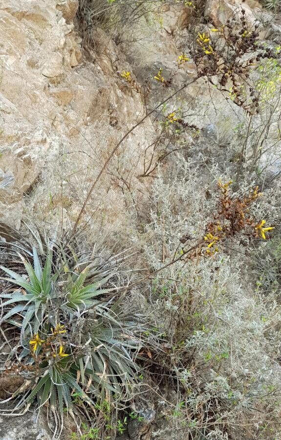 Deuterocohnia longipetala habit