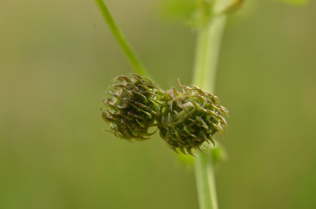 Medicago arabica fruit