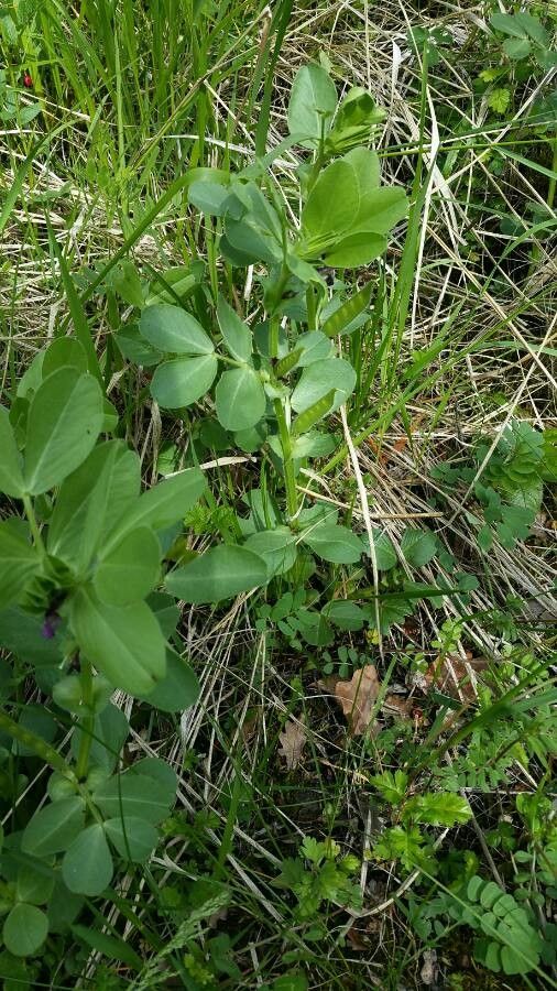 Vicia johannis leaf