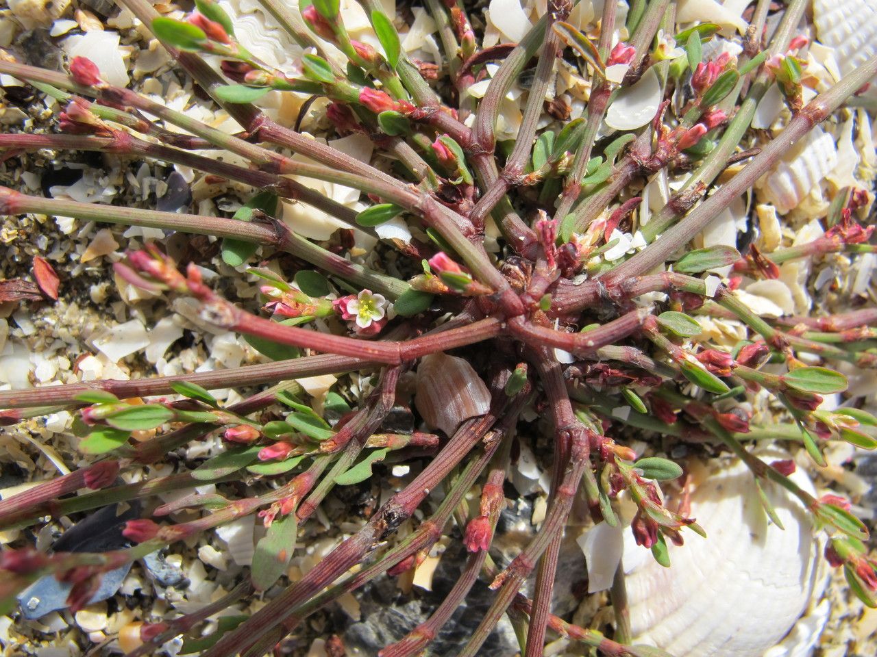 Polygonum raii habit