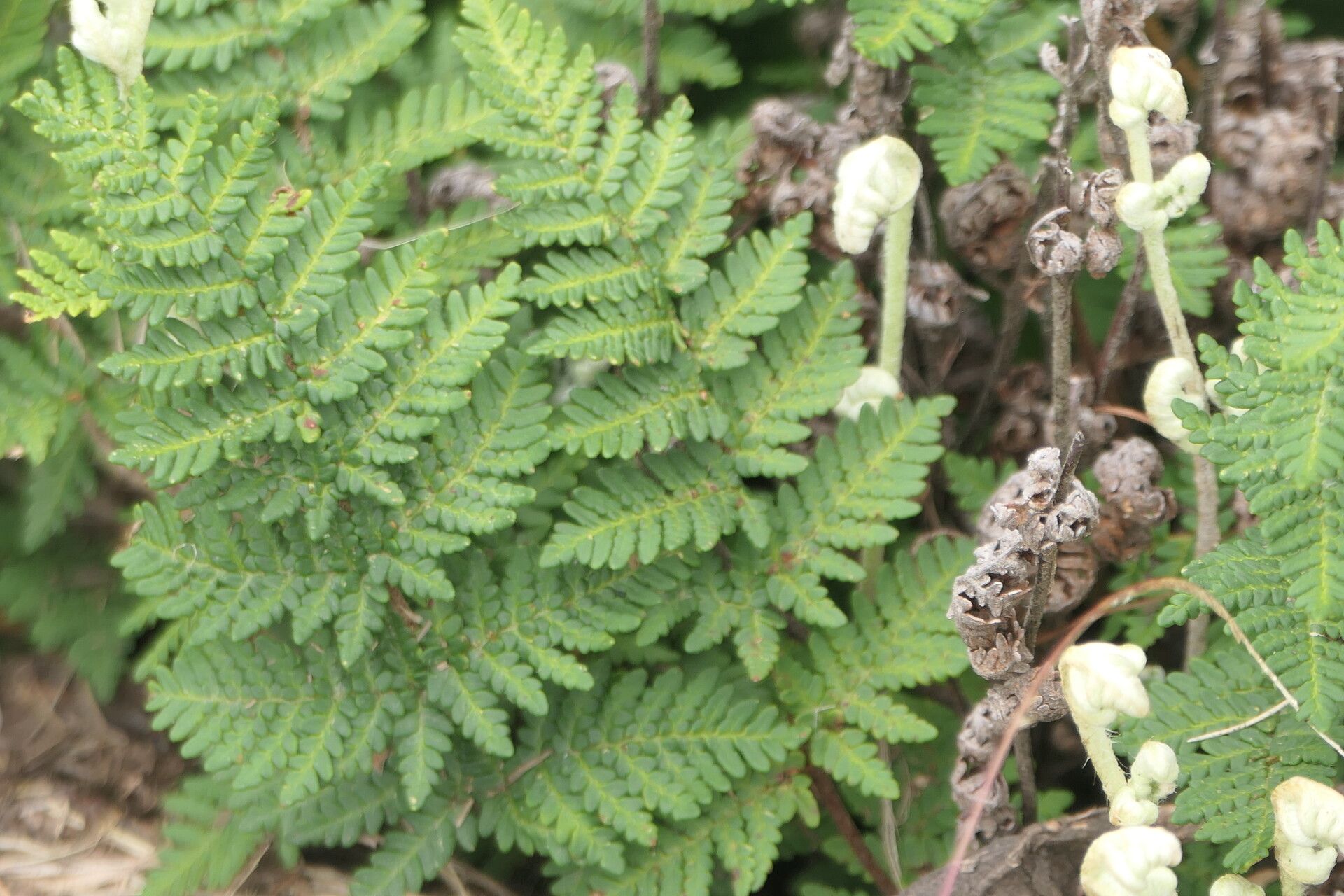 Hemionitis eckloniana — search result for 'Hemionitis'