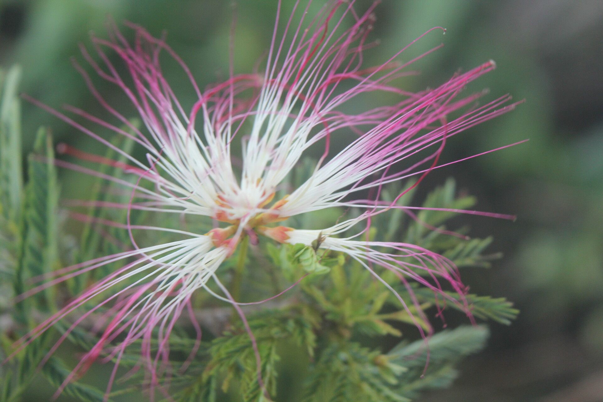 Calliandra rubescens flower