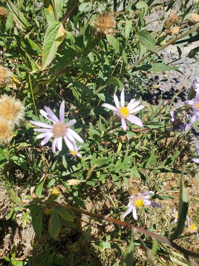 Ionactis stenomeres — houseplant care guide