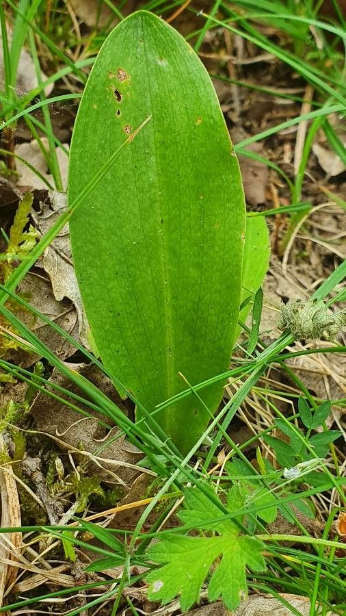 Platanthera bifolia — related species from the same genus