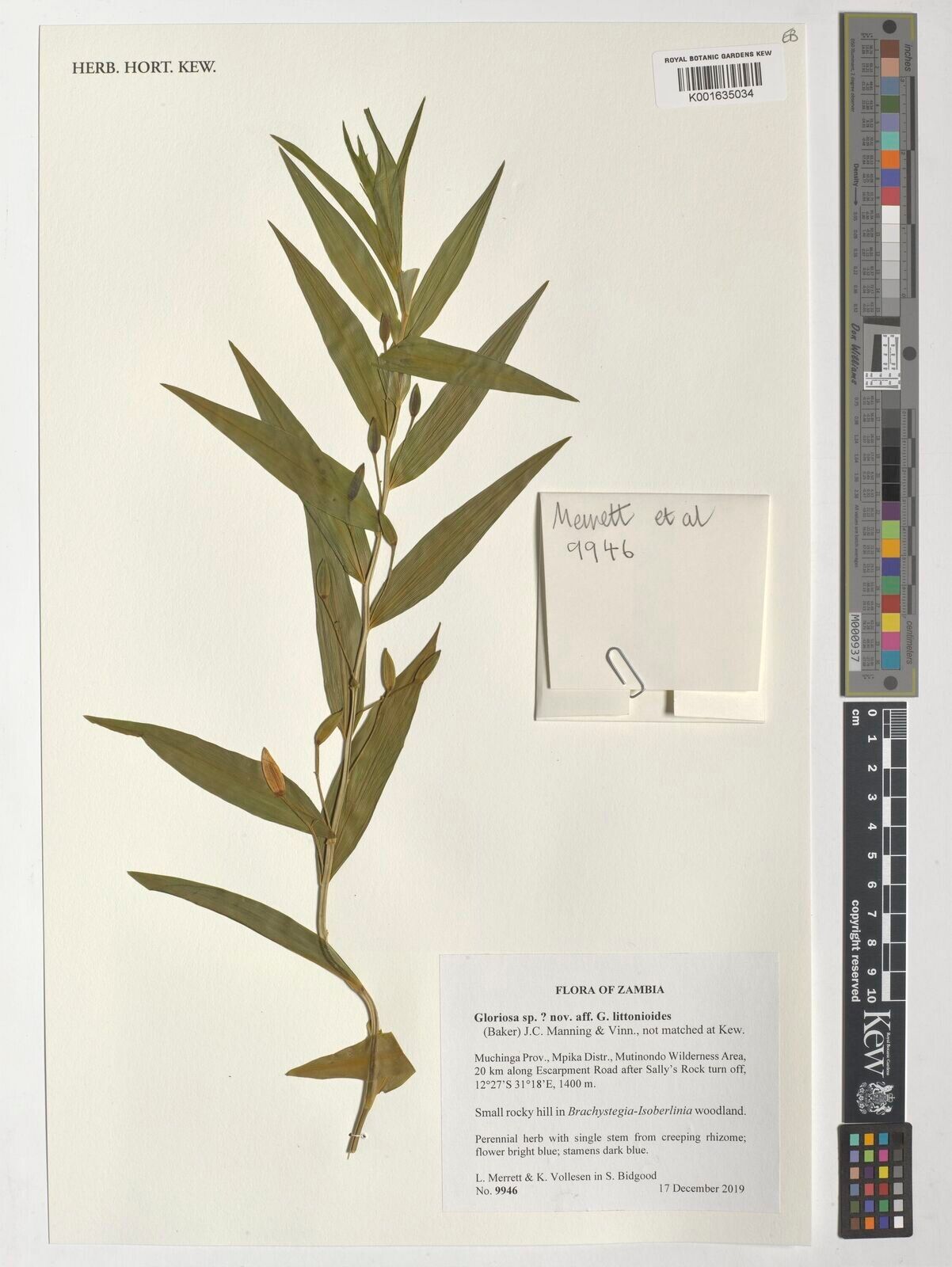 Gloriosa littonioides — related species from the same genus