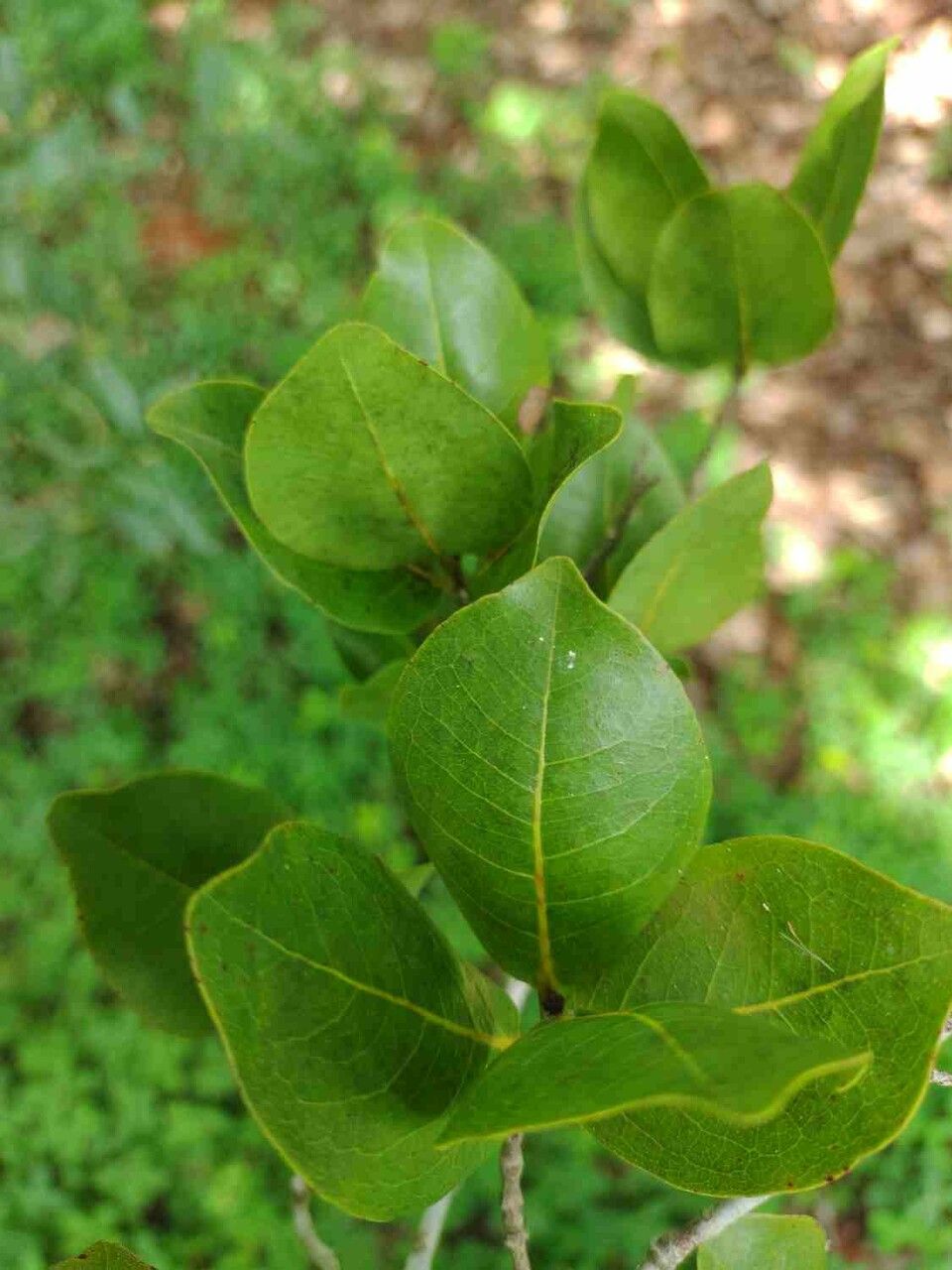 Eugenia dysenterica leaf