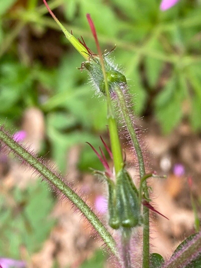 Geranium palmatum fruit