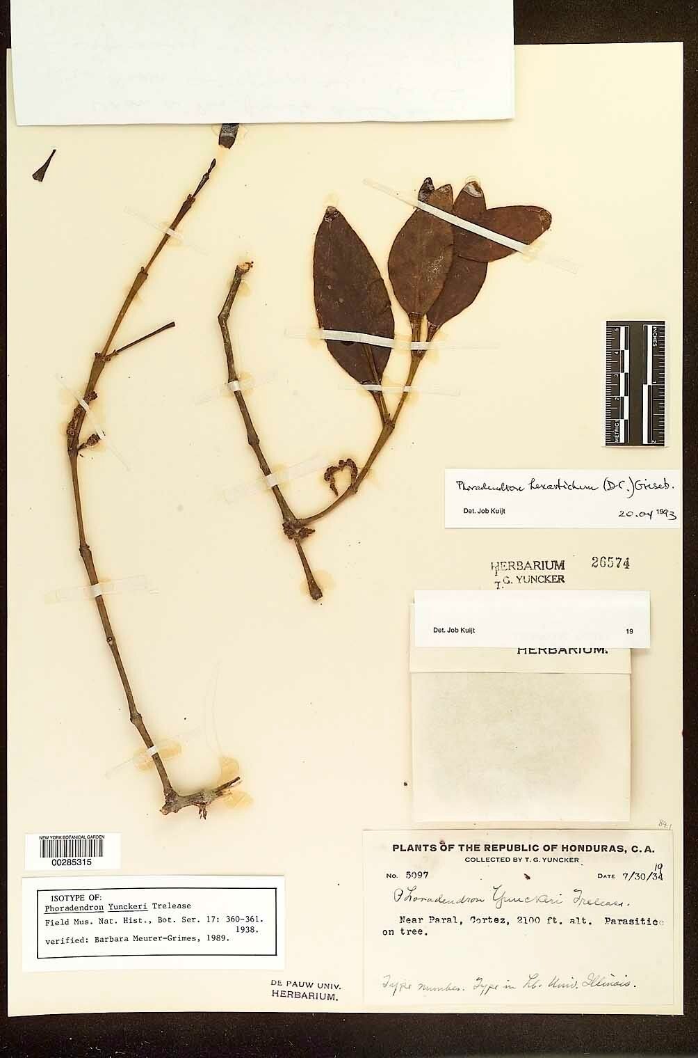 Phoradendron hexastichum — related species from the same genus