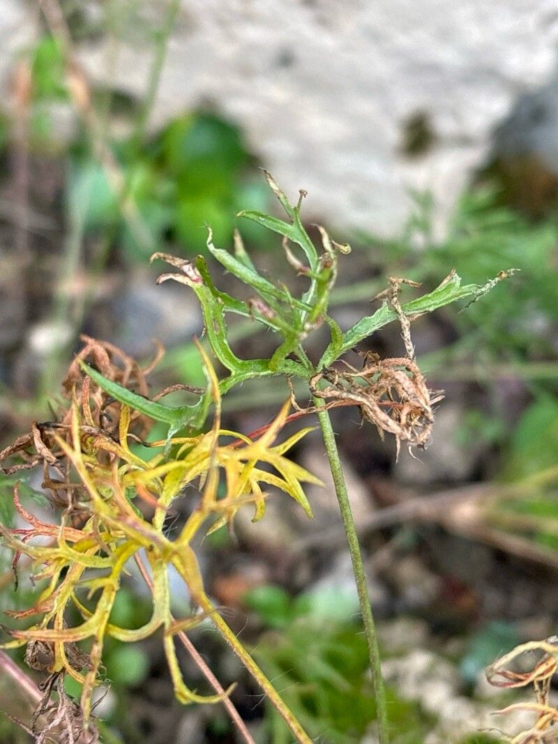 Pelargonium aridum — houseplant care guide