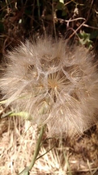 Tragopogon porrifolius fruit