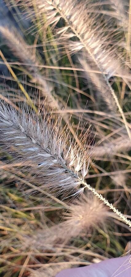 Cenchrus × longistylus fruit