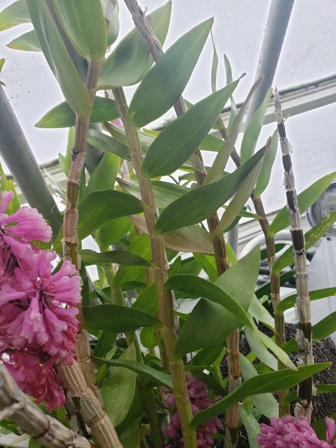 Dendrobium erosum — search result for 'Vanuatu'