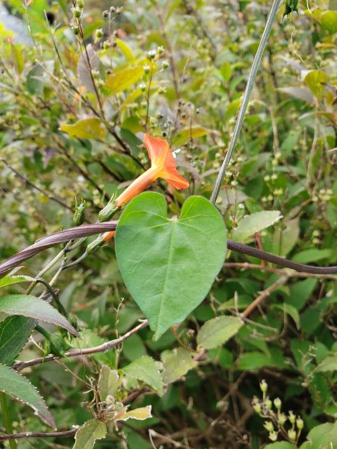 Ipomoea cristulata — search result for 'Ipomoea'