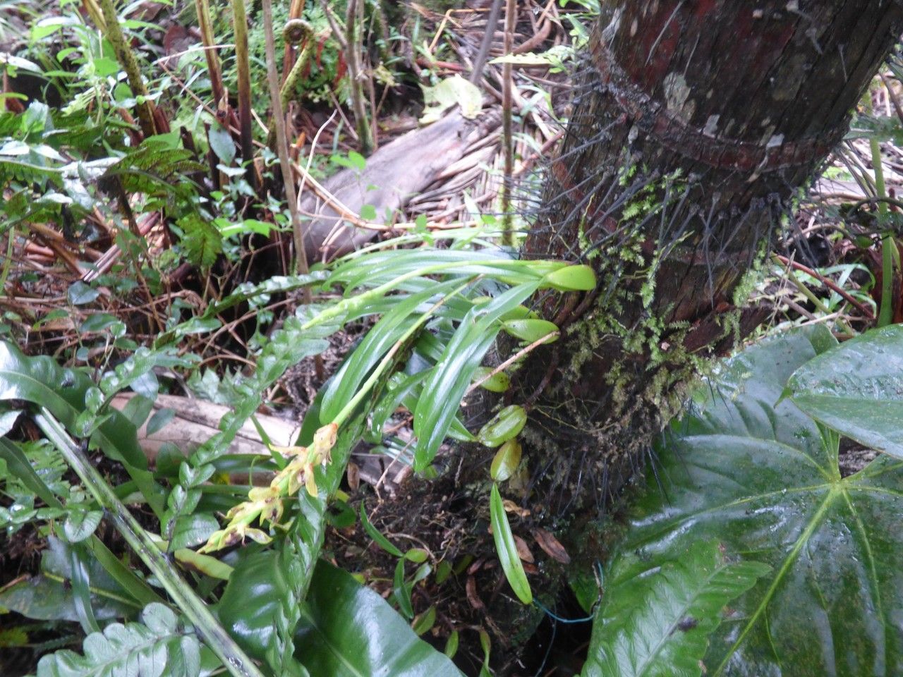 Bulbophyllum primasticum habit