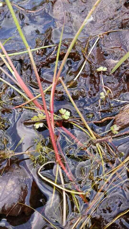 Ranunculus tripartitus leaf