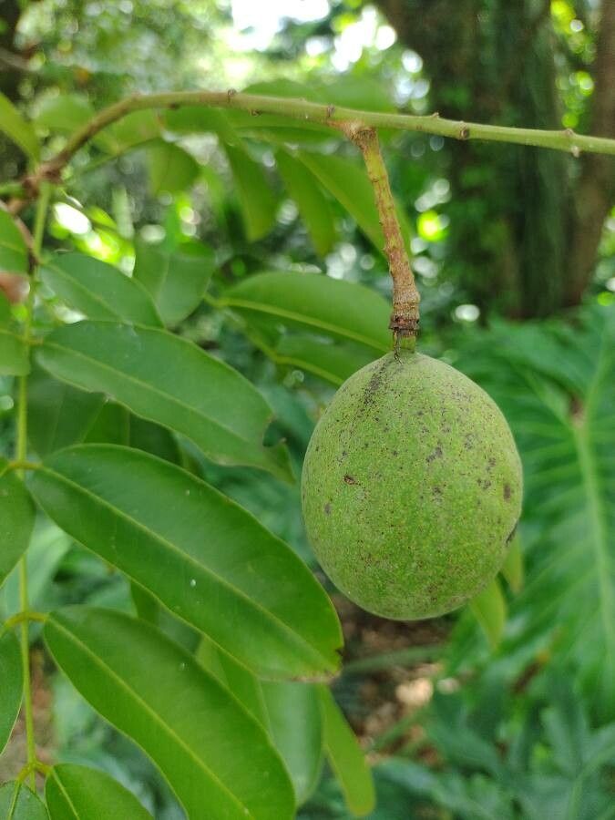 Andira inermis fruit